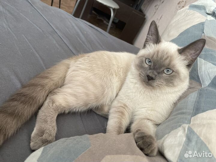 Тайский кот