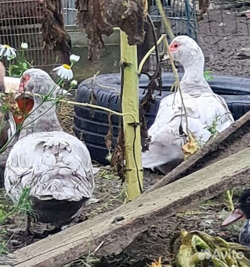 Индоутки, селезни и утки