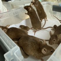 Кормовые мыши, Новосибирск