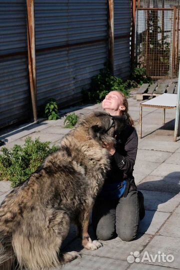 Зоопсихолог Кинолог Специалист по поведению