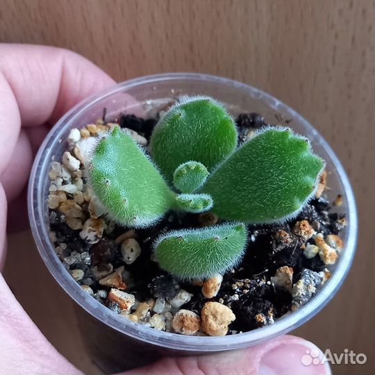 Суккуленты