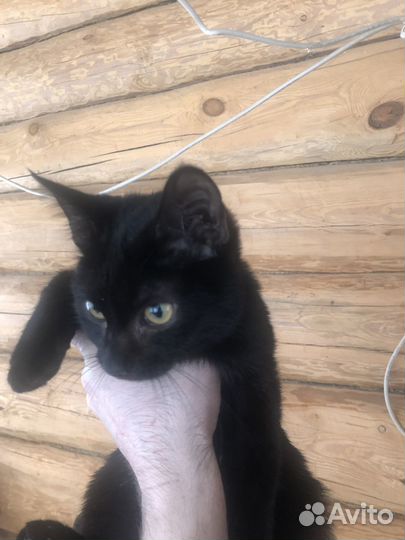 Раздаем Котят