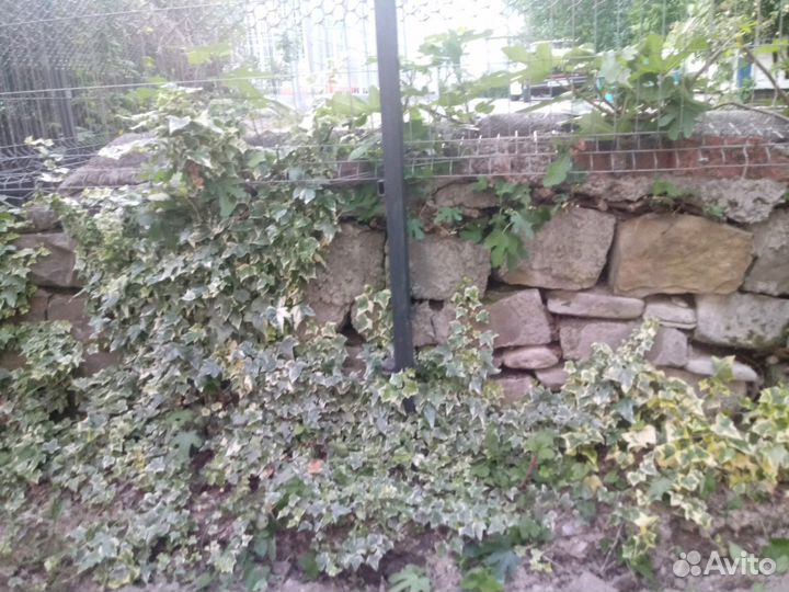 Плющ для заборов клумб
