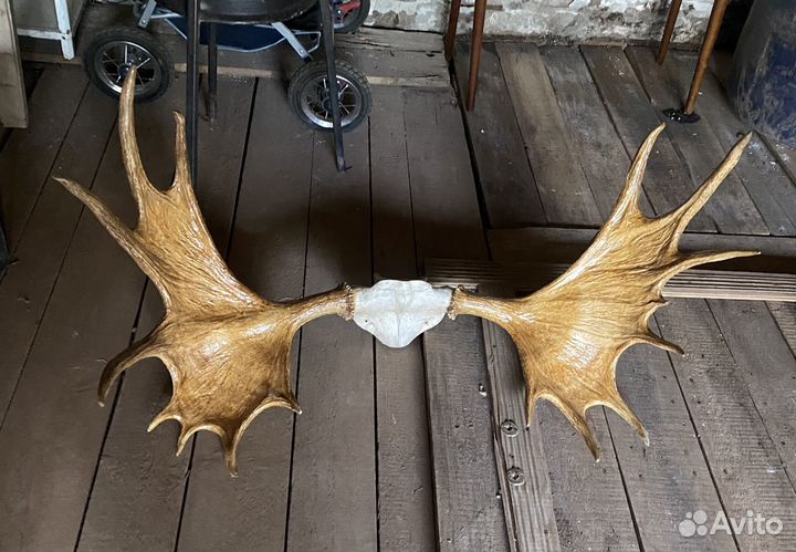 Продам рога