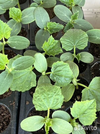 Рассада помидоры огурцы