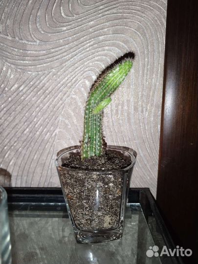 Гимнокалициум