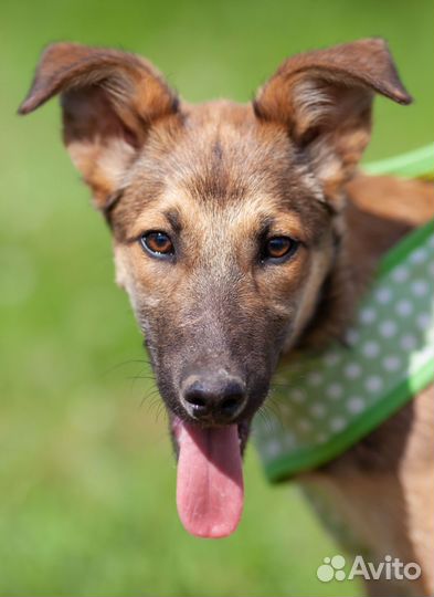 Щенок метис