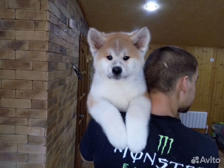 Японская акита мальчик белый. и рыжие