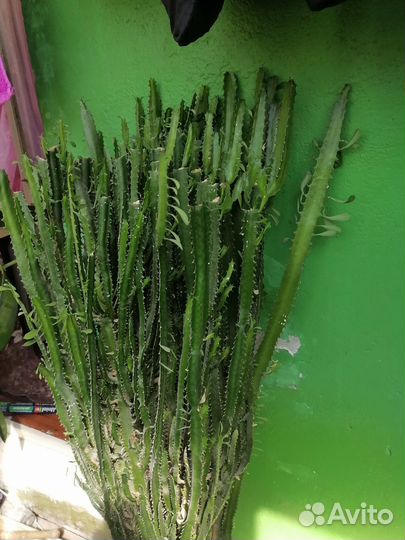 Кактус Молочай