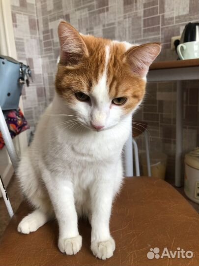 Котята в добрые руки бесплатно