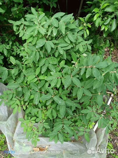 Саженцы жимолости