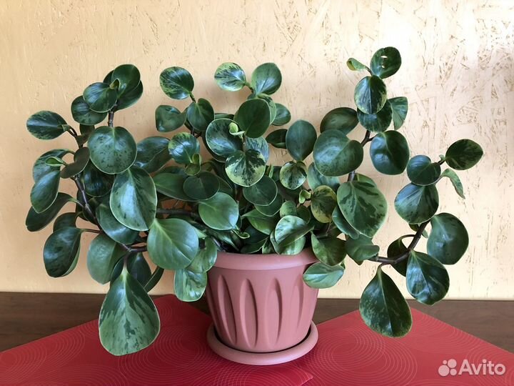 Комнатные цветы