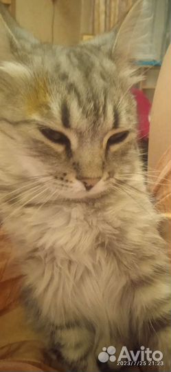 Котенок подросток в добрые руки