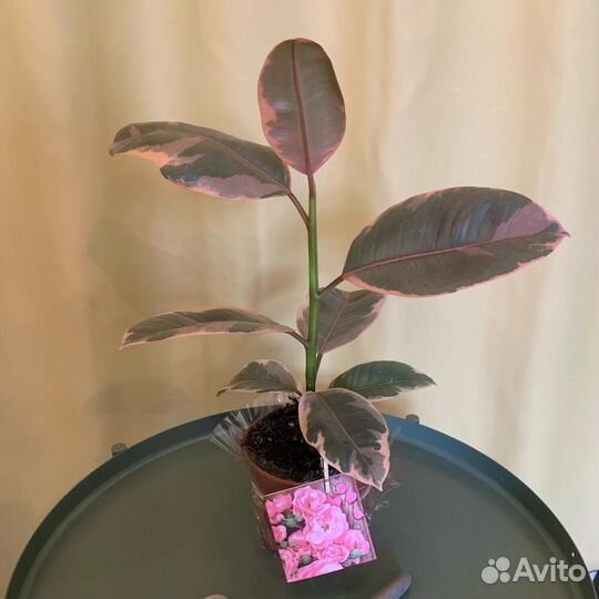 Комнатное растение Фикус