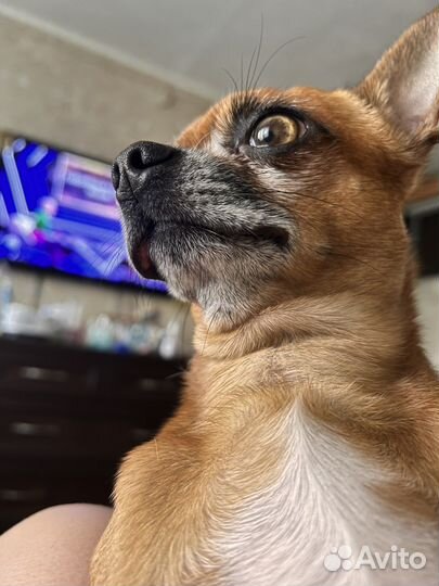 Вязка той терьер