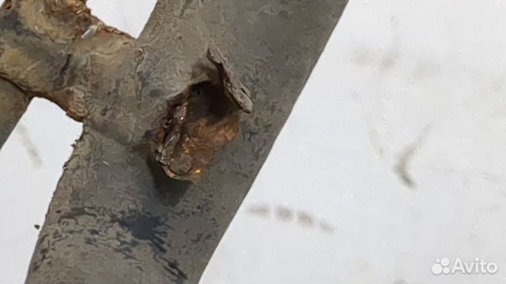 Горловина заливная топливная Suzuki Liana, 2004