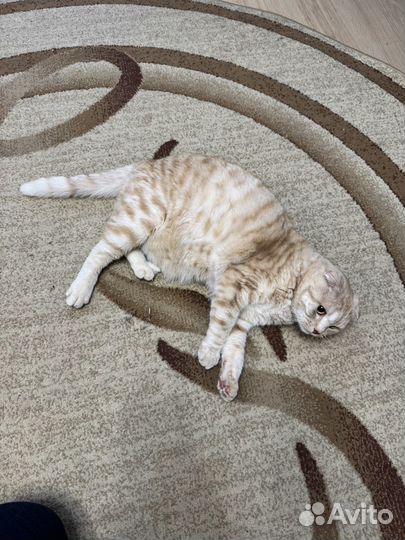 Продам (отдам) кота