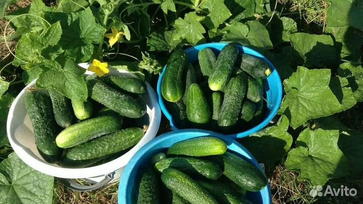 Семена огурцов старинного сорта из СССР