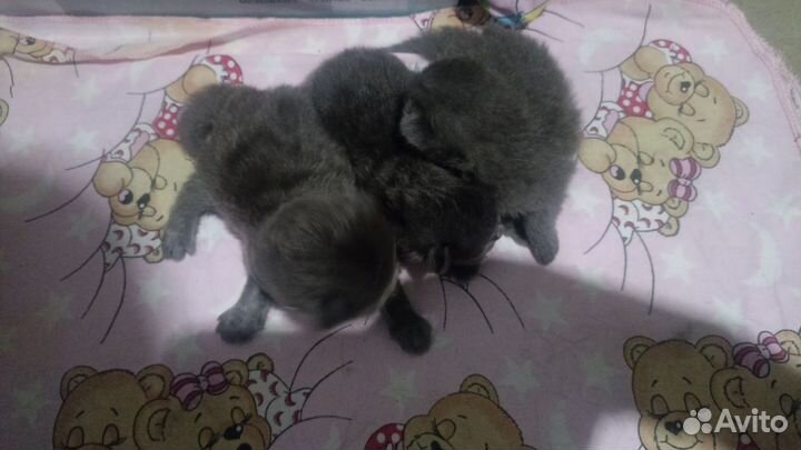 Котята