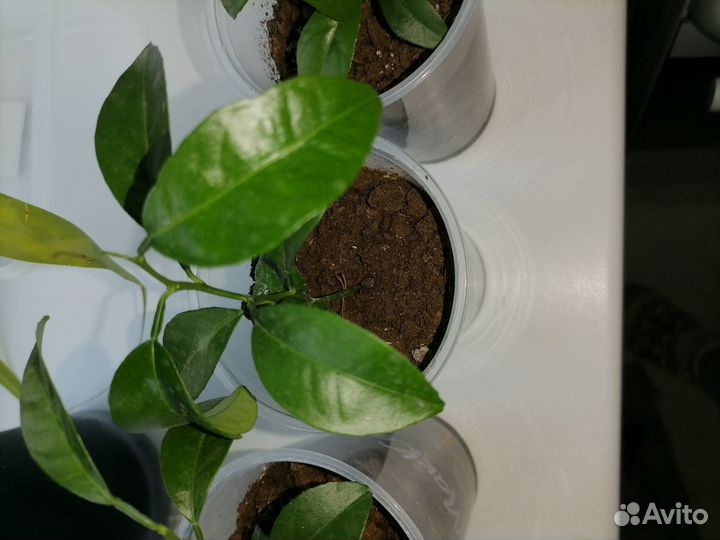 Мандариновое деревце