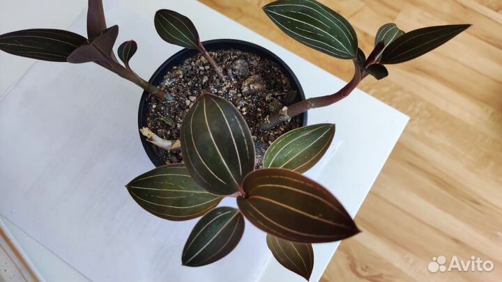 Драгоценная орхидея лудизия