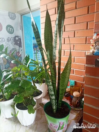 Сансевиерия