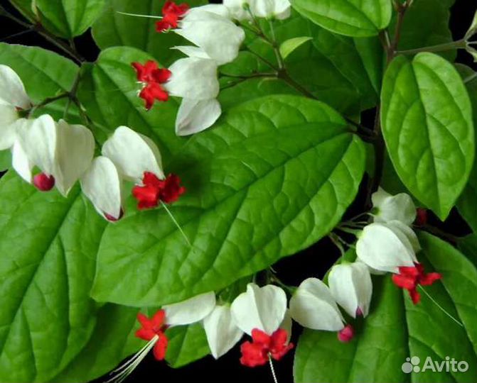 Клеродендрум Томпсона