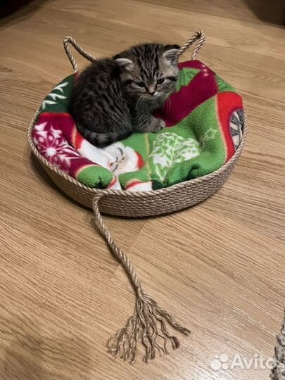 Лежанка для котят