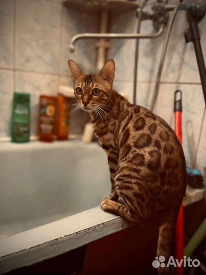 Бенгальские леопардовые коты