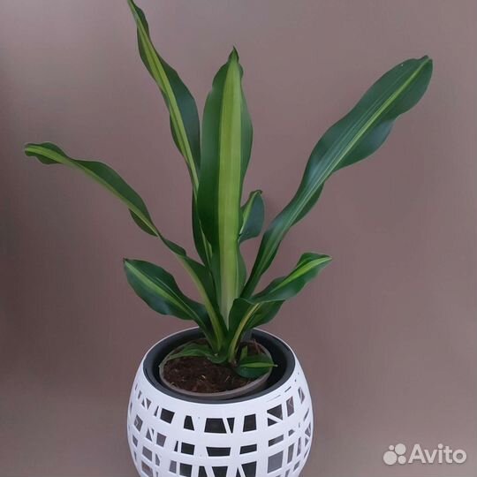 Драцена Комнатные растения Доставка растений