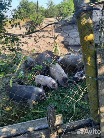 Вьетнамские поросята