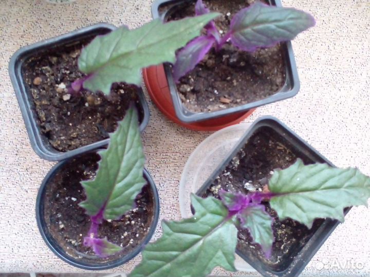 Гинура вариегатная