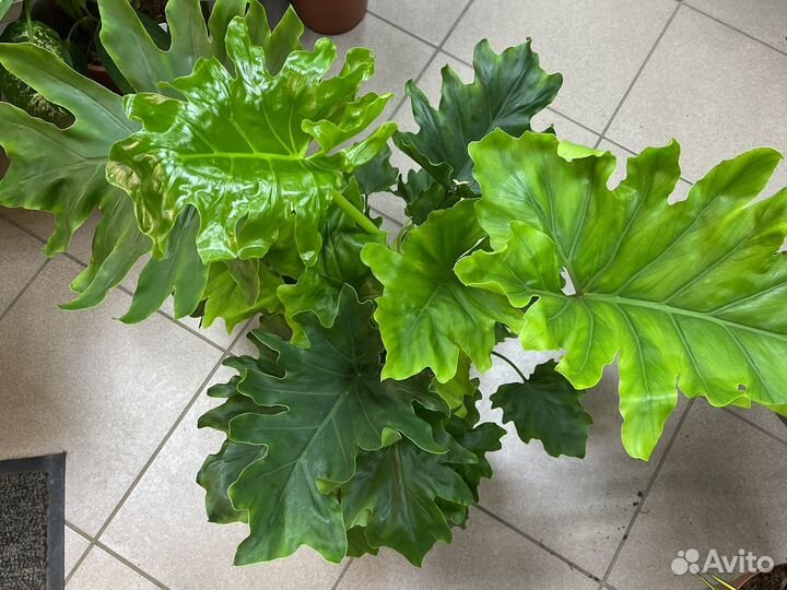 Филодендрон