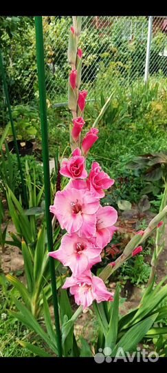Гладиолусы луковицы