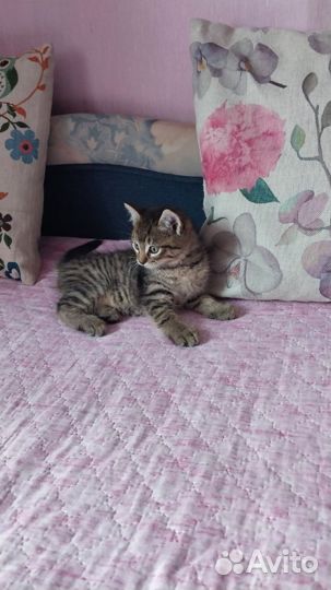 Котята сибирской кошки