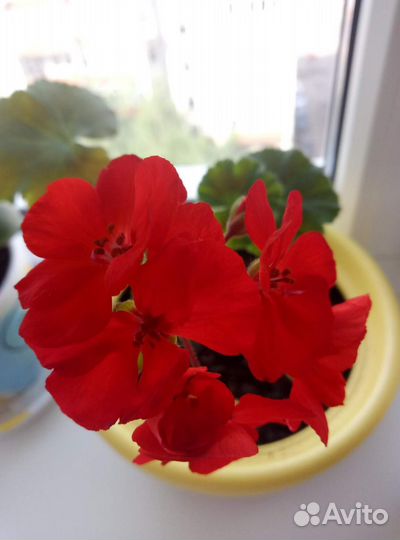 Пеларгония герань(разные сорта) в кашпо