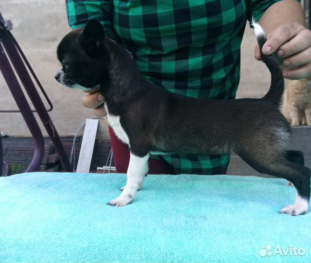 Собаки чихуахуа щенок