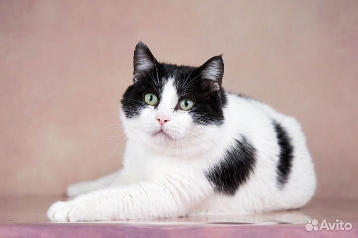 Боря, ласковый и плюшевый котик ищет семью