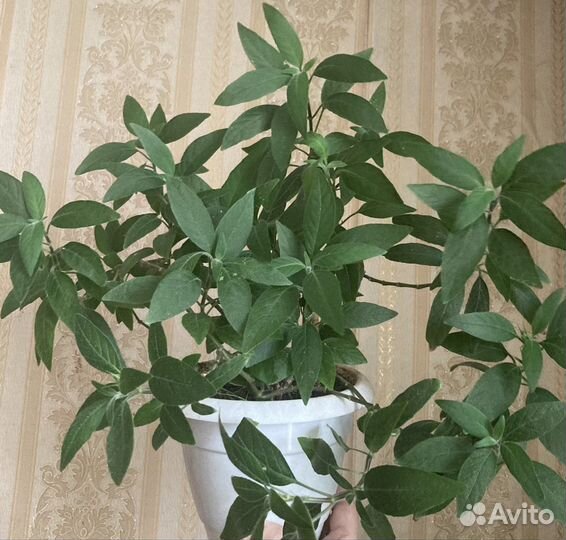 Руэллия, молодое растение