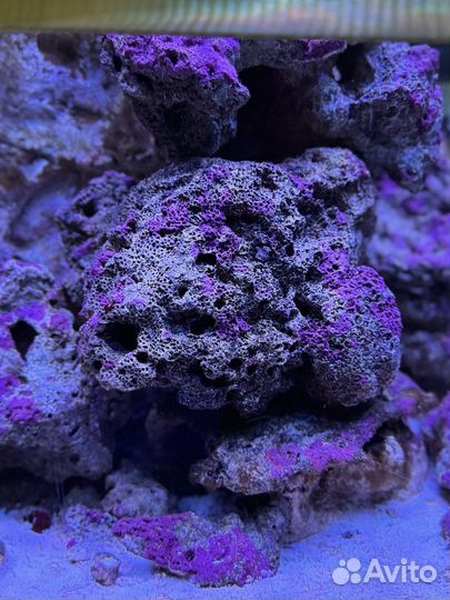 Живые Камни в морской аквариум