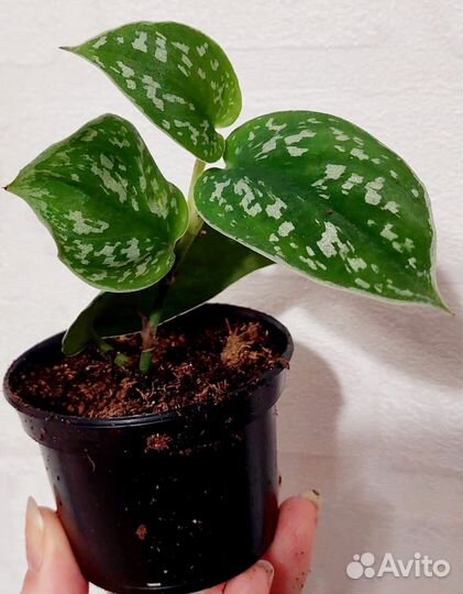 Сциндапсус Пиктус