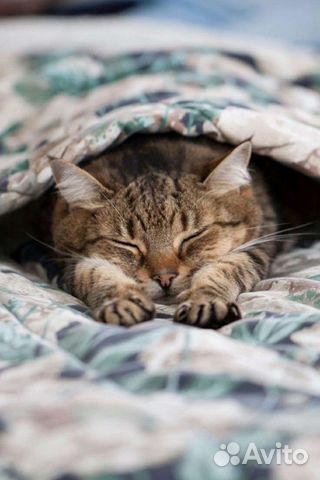 Сонник - расшифровка сна