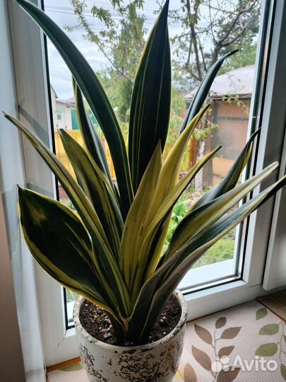 Сансевиерия сортовая