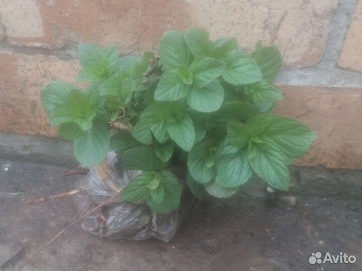 Мята, мелисса, тимьян, тархун