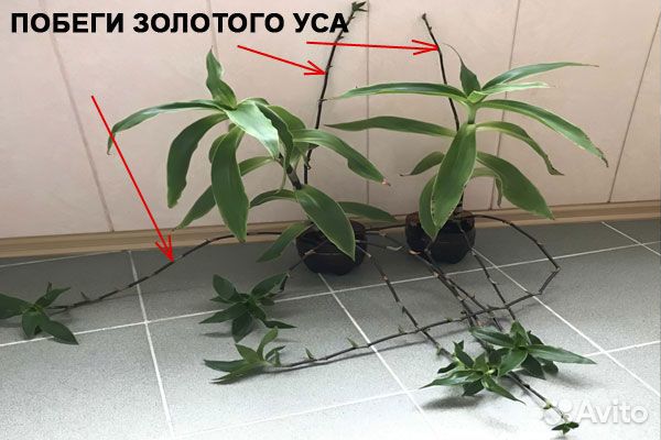 Продам укорененные побеги золотого уса