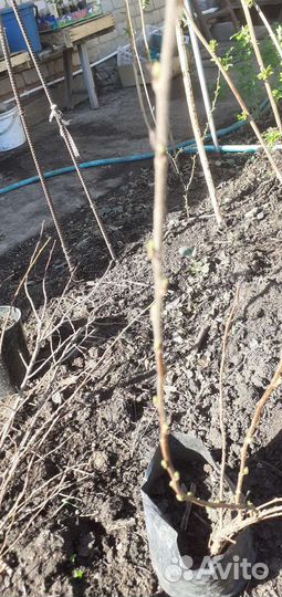 Китайская (войлочная) вишня 