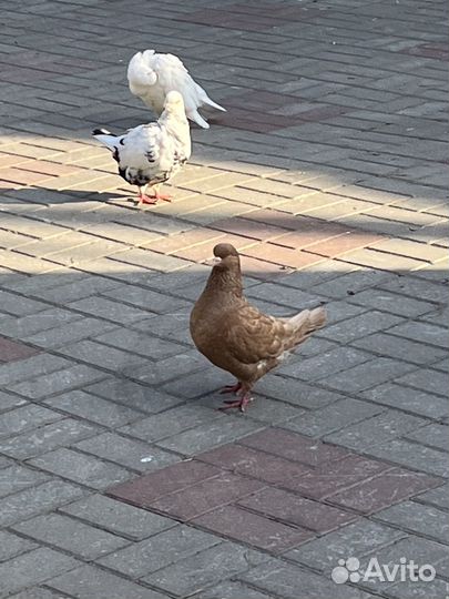 Голубь Кинг