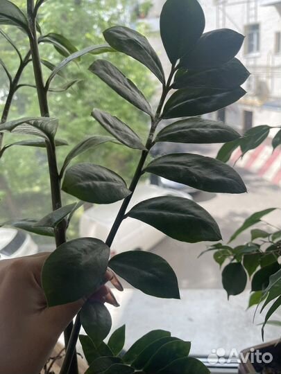 Замиокулькас