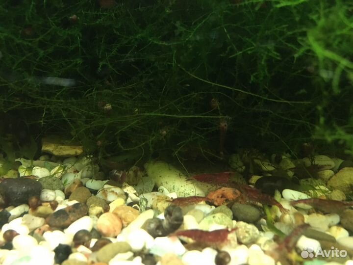 Яванский мох