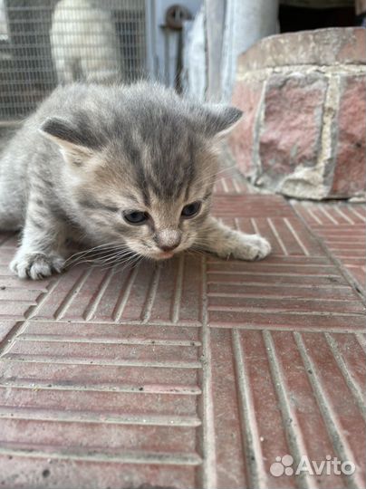 Кошки бесплатно